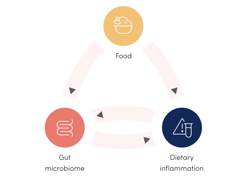 A flowchart illustrating the interconnected relationship between food, gut microbiome, and dietary inflammation. Each element is represented by a colored circle with an icon: orange for food, pink for gut microbiome, and blue for dietary inflammation, linked by arrows.